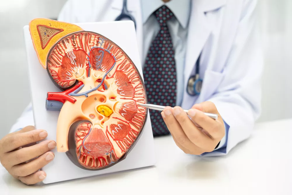 Kidney Biopsy